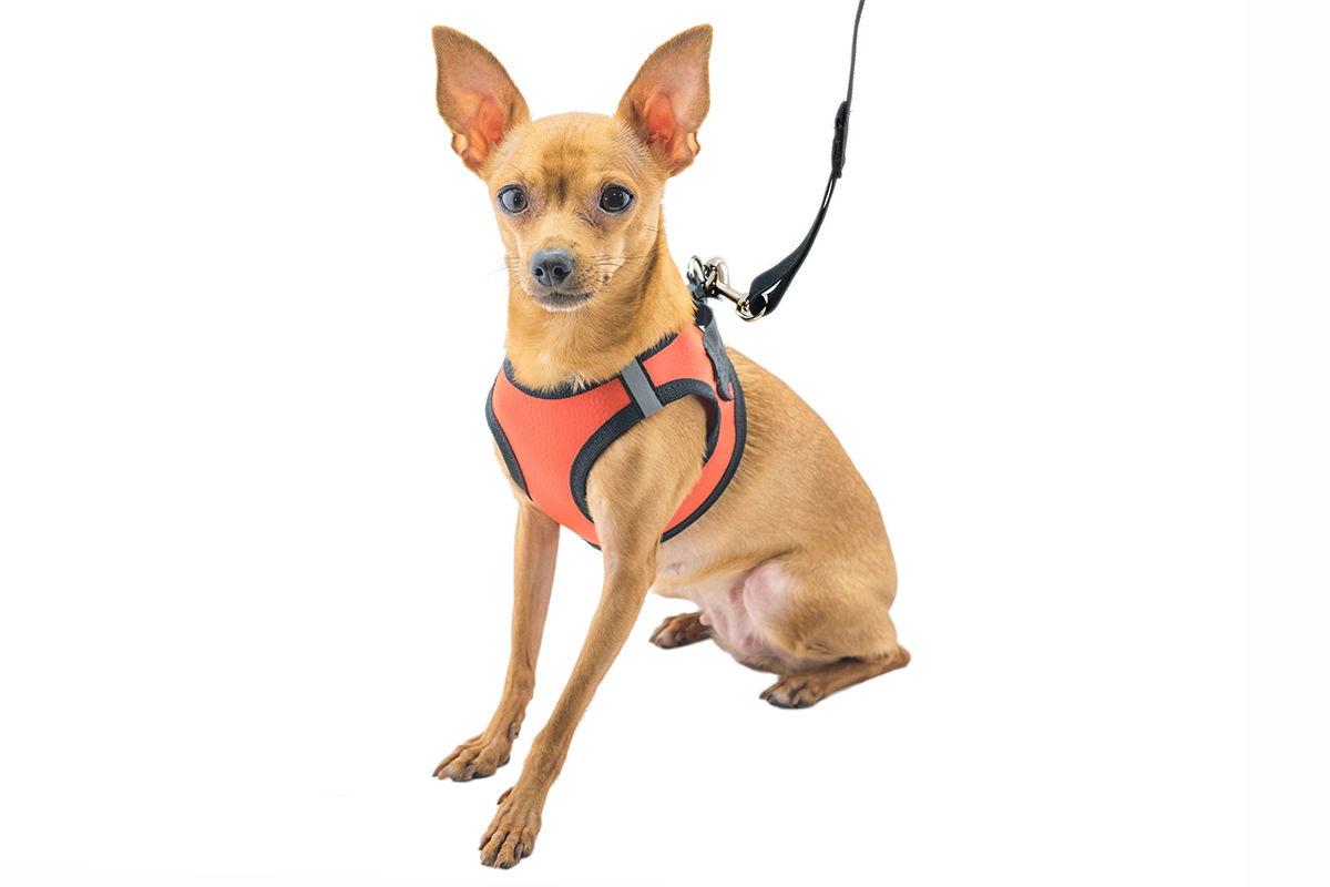 Дарэлл 035707 Шлейка+Поводок для собак Конфетти-ТОП №7 цветная эко-кожа, обхват груди 46-52см