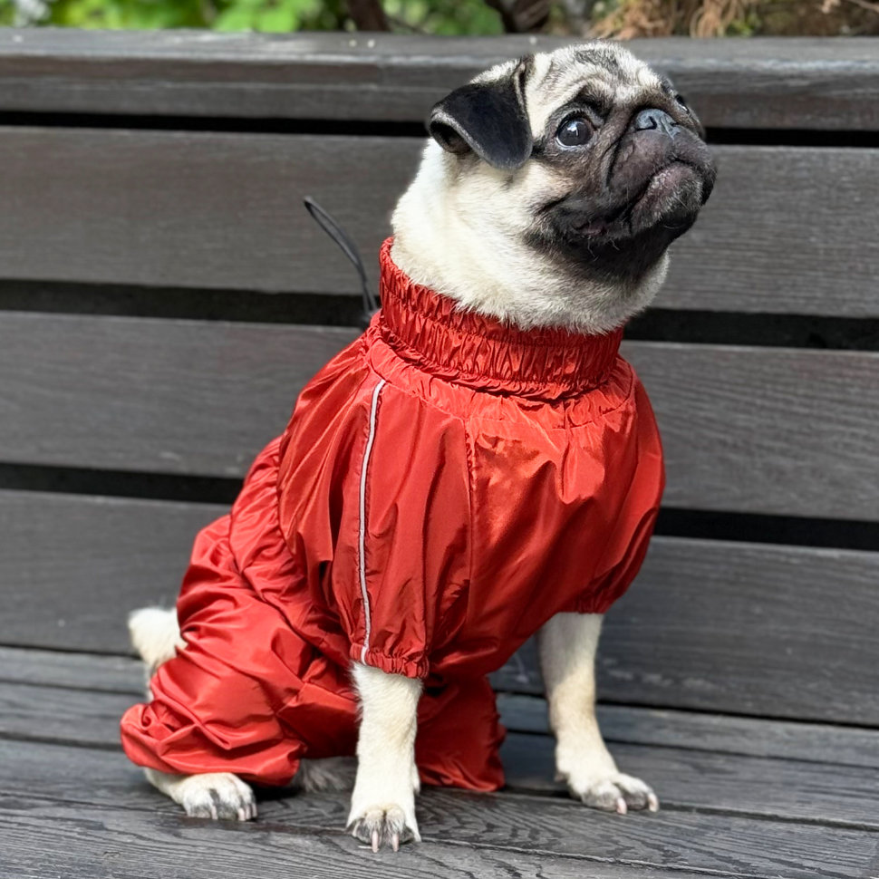 Дождевик для собаки LionPets Мопс LM9030-34 (девочка (спинка 33 см, обхват шеи 36-50 см, обхват груди 34-48 см))