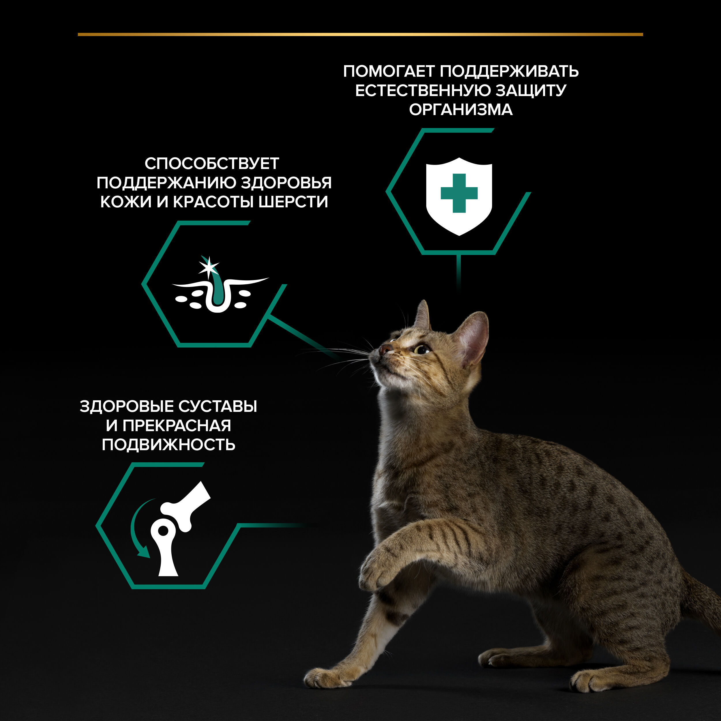 PROPLAN MAINTENANCE Влажный корм для взрослых кошек, с говядиной в соусе, 85 г