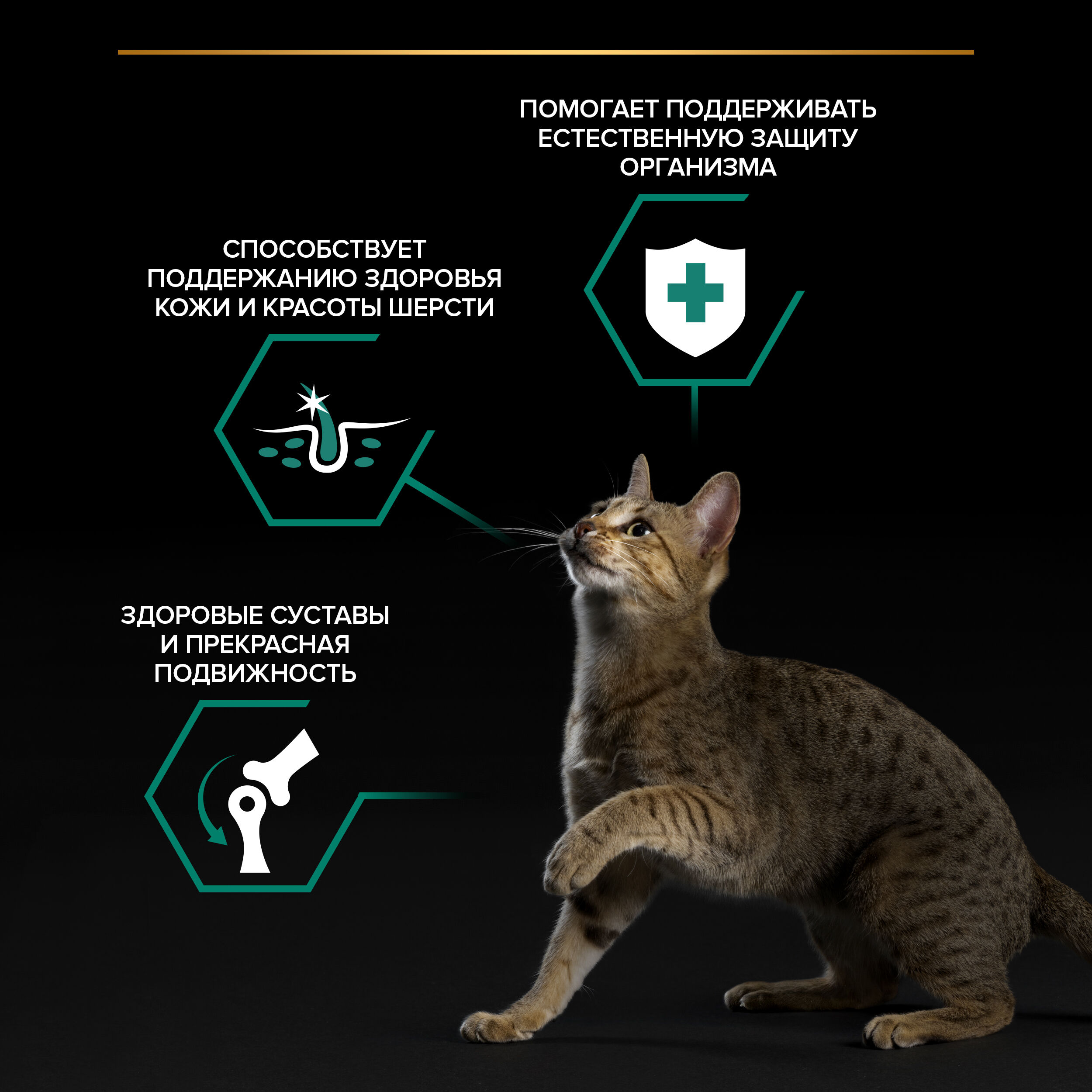 PROPLAN MAINTENANCE Влажный корм для взрослых кошек, с индейкой в желе, 85 г 7613035342262