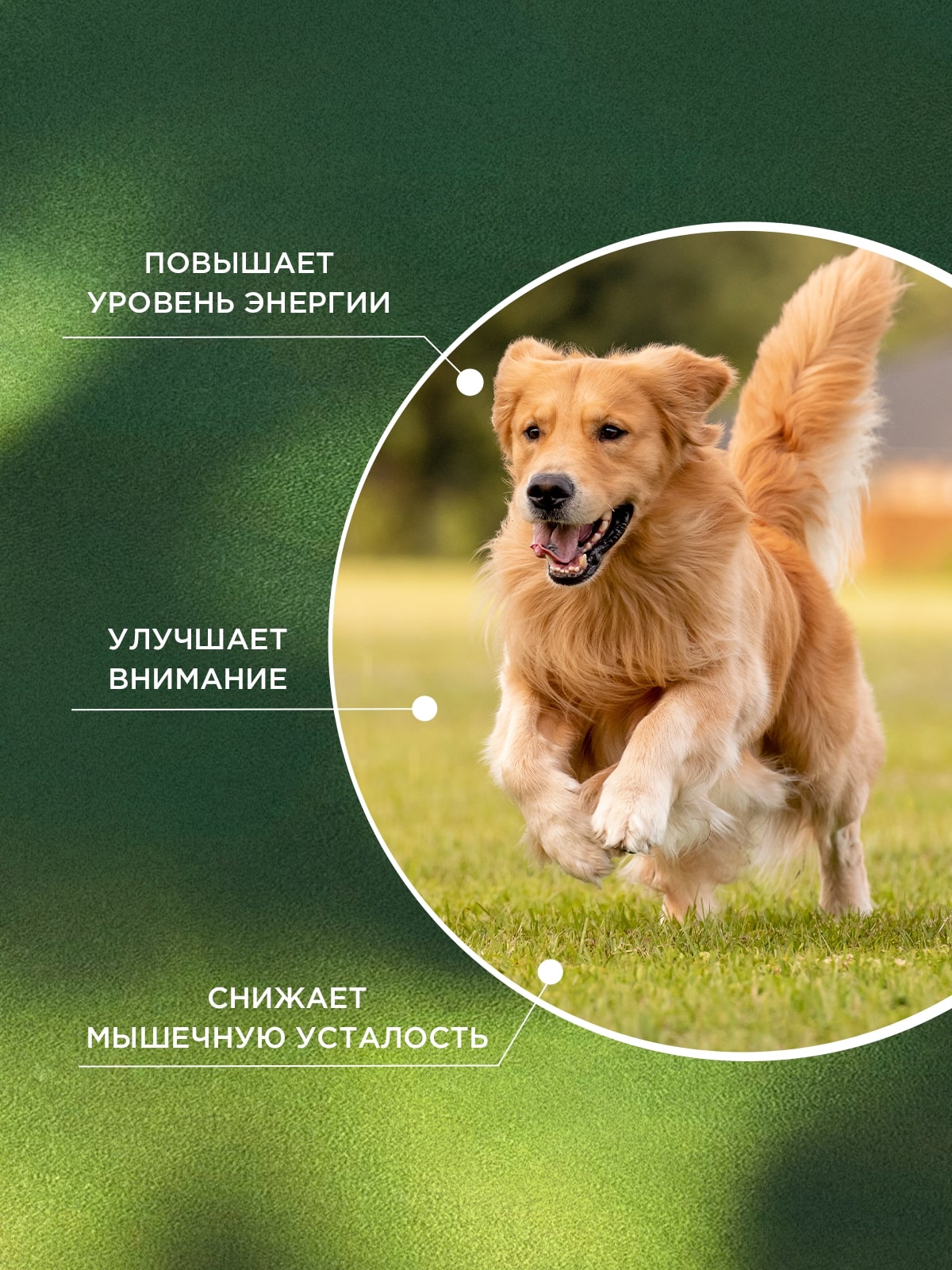 ProPhyto Энерджи Буст, 100 таблеток