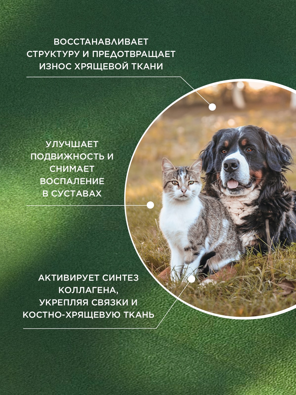 ProPhyto Артро Защита, 30 таблеток