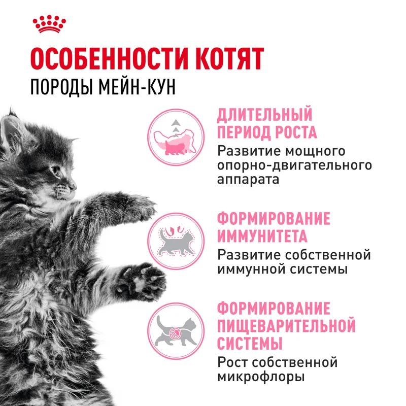 ROYAL CANIN Maine Coon Сухой корм для котят породы Мэйн Кун 400 гр 4627109383269