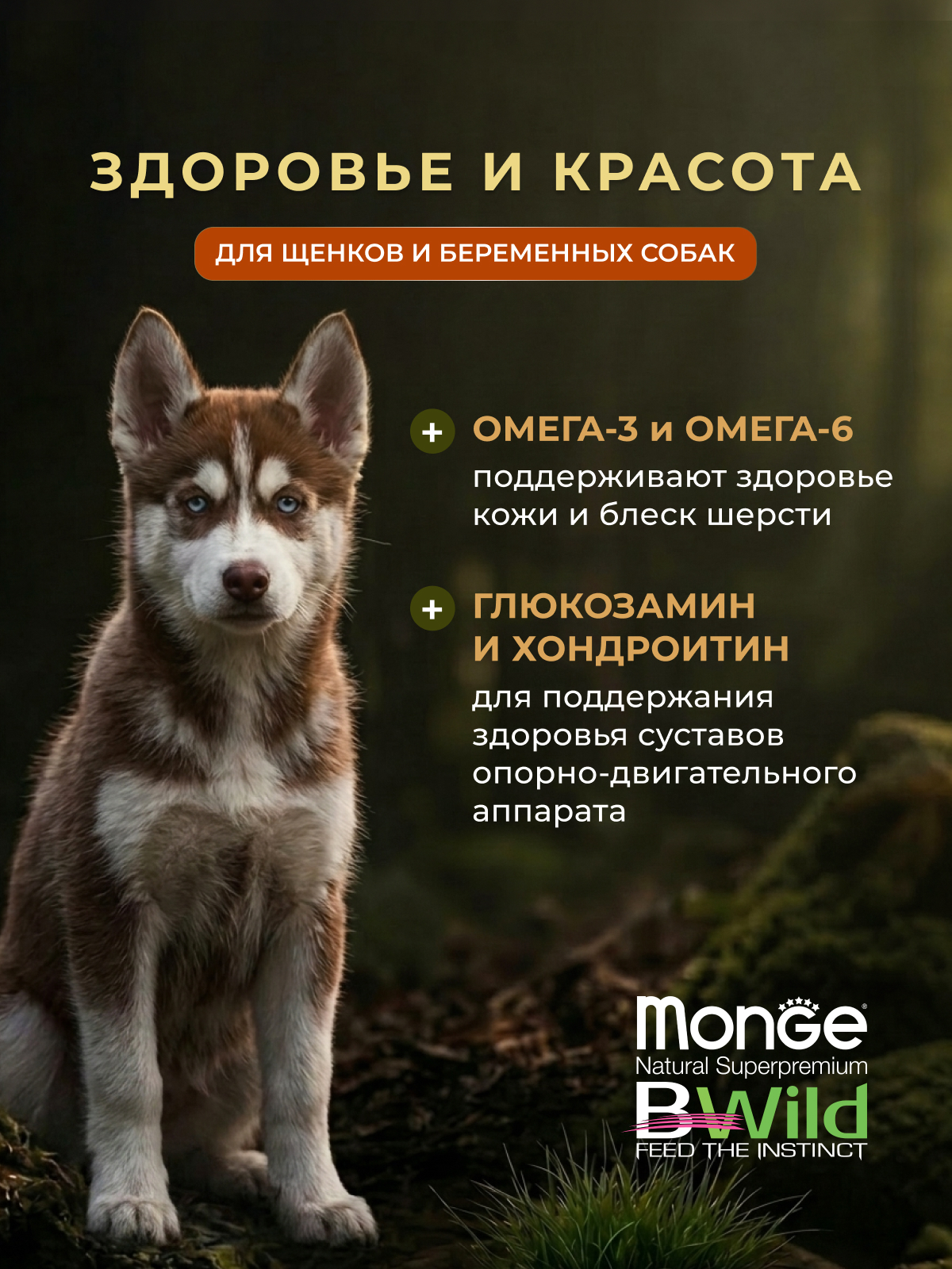 Влажный корм Monge Dog BWild GRAIN FREE Puppy&Junior для щенков и беременных собак, беззерновой, из утки с тыквой и кабачками, консервы 400 г