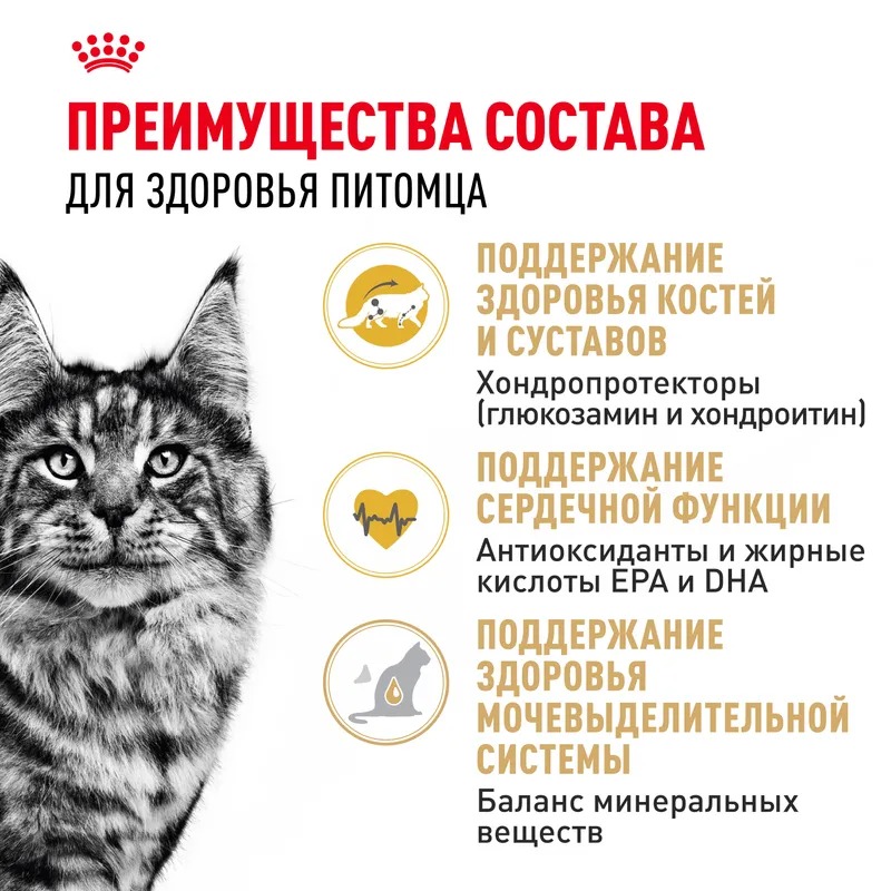 ROYAL CANIN Maine Coon корм для кошек породы Мэйн Кун 400 гр 4627109382286