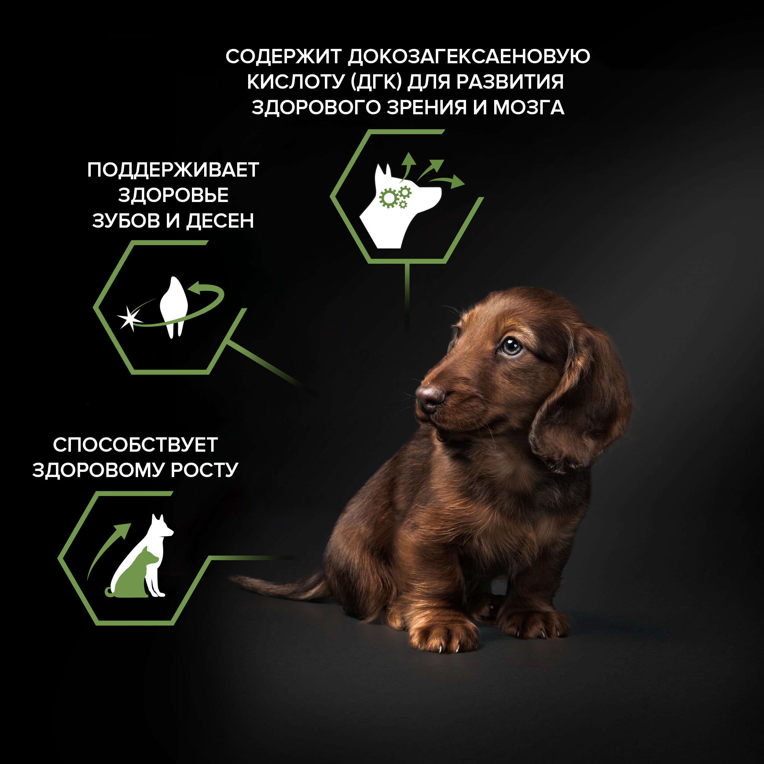 PRO PLAN Сухой корм для щенков мелких пород из курицы 7 кг 7613035123366