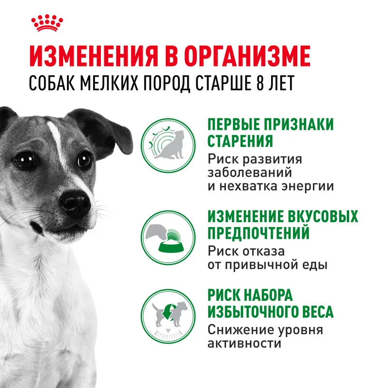Сухой корм Royal Canin Mini Adult 8+ для стареющих собак мелких пород (весом от 1 до 10 кг) в возрасте от 8 лет 2кг
