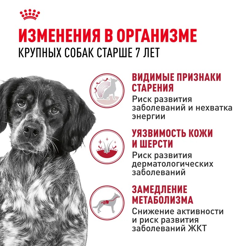 Royal Canin Medium Adult 7+ Сухой корм для пожилых собак средних пород 15 кг