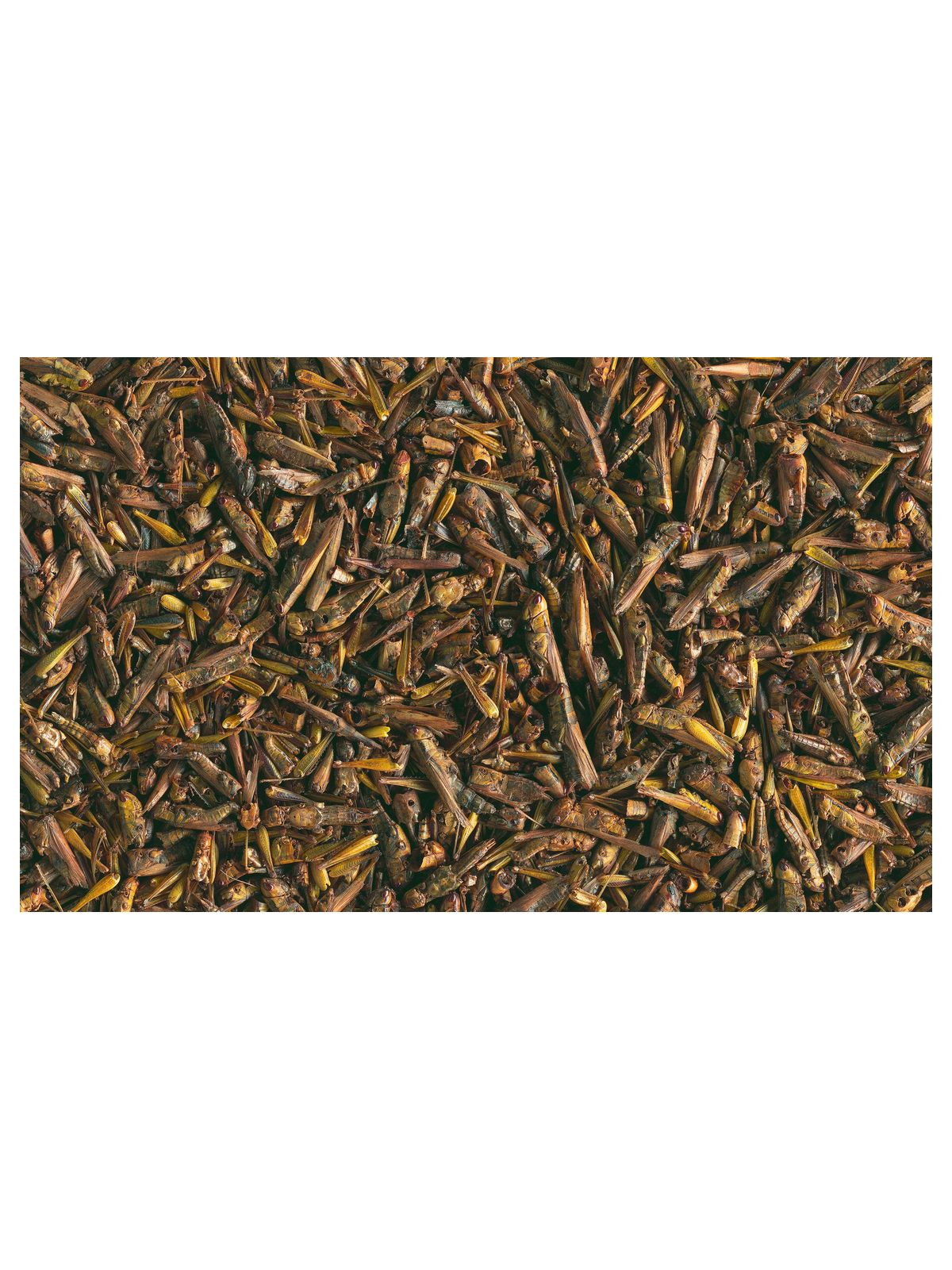 Tetra ReptoDelica Grasshoppers лакомство для водных черепах (кузнечики) 250 мл