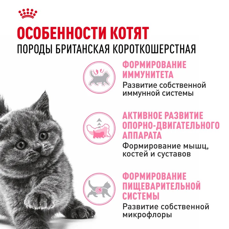 ROYAL CANIN British Kitten корм для Британских котят 2 кг 4627109383351
