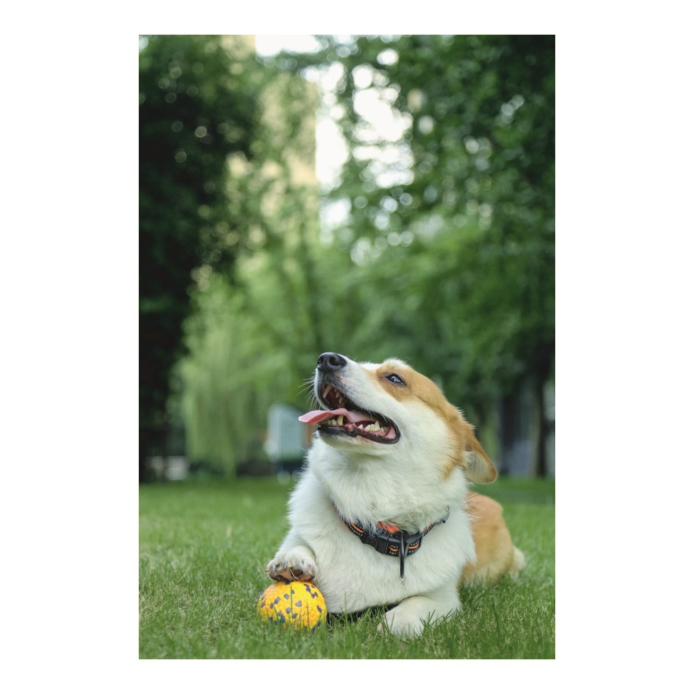 Игрушка для собак мяч Блум желто-серый, д. 7 см,  MPets 10643599