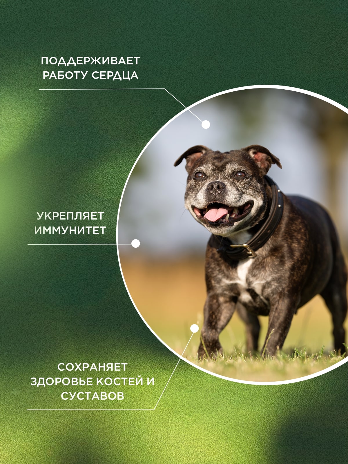 ProPhyto Сеньор Саппорт, 100 таблеток