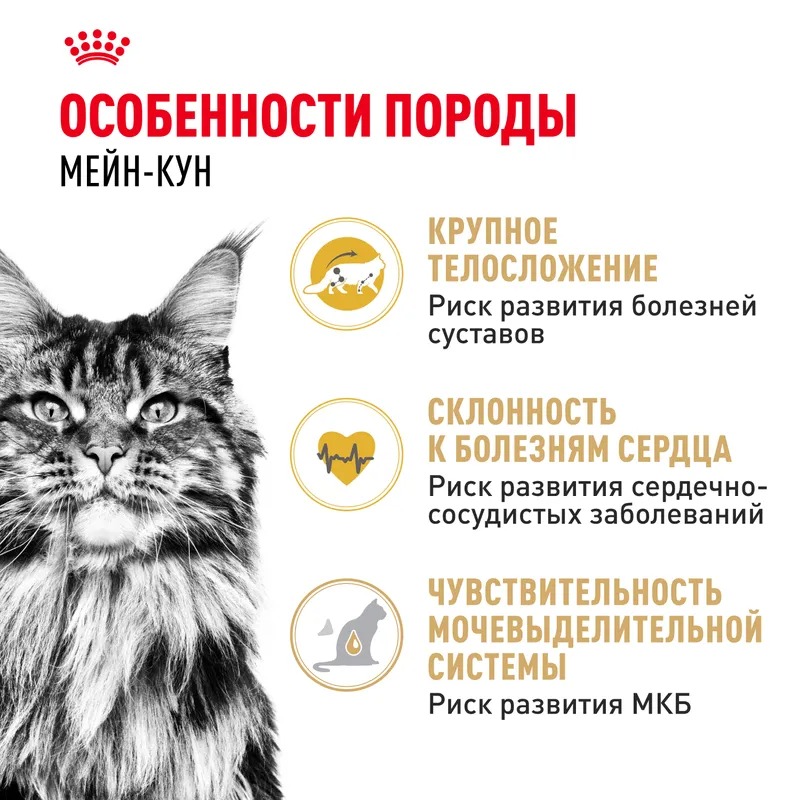 ROYAL CANIN Maine Coon корм для кошек породы Мэйн Кун 400 гр 4627109382286