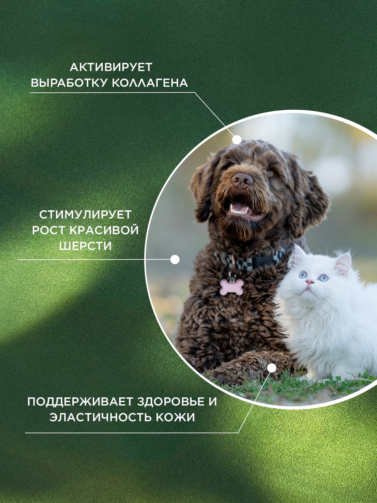 ProPhyto для Кожи и Шерсти, 100 таблеток