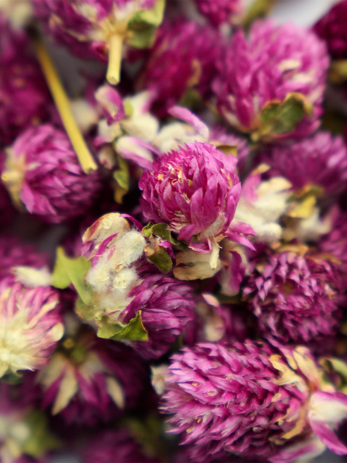 Лакомство Bambini Pets высушенные цветы клевера для грызунов и кроликов, 10 г.