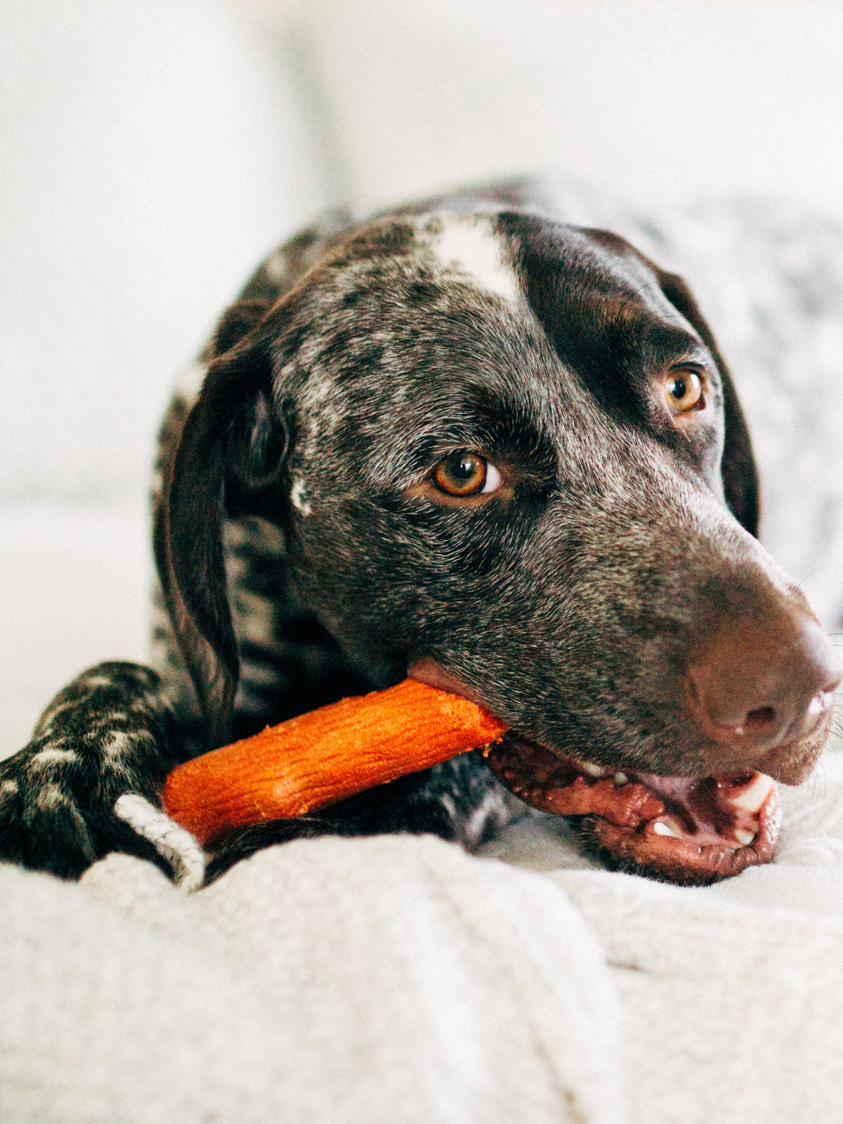 Petstages игрушка для собак Mesquite Dogwood с ароматом барбекю 10 см очень маленькая (34006)