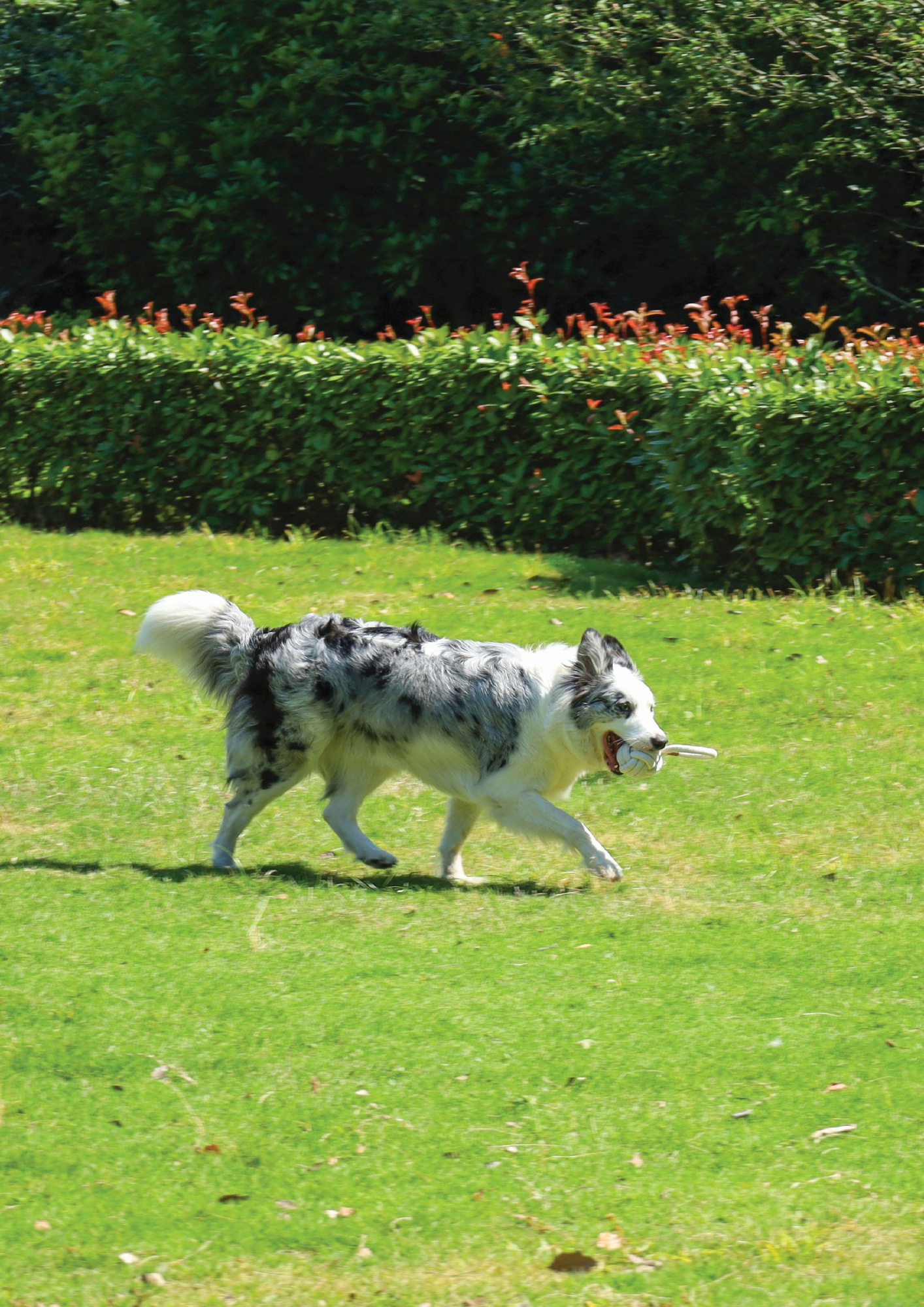 Игрушка для собак мяч-петля белый 8см (хлопок) Mpets 10646801